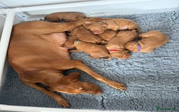 Hungarian Vizsla dogs for sale: KC regarding Hungarian Vizsla puppies - Image 4