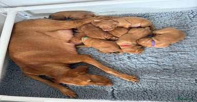 Hungarian Vizsla dogs - Advert 1