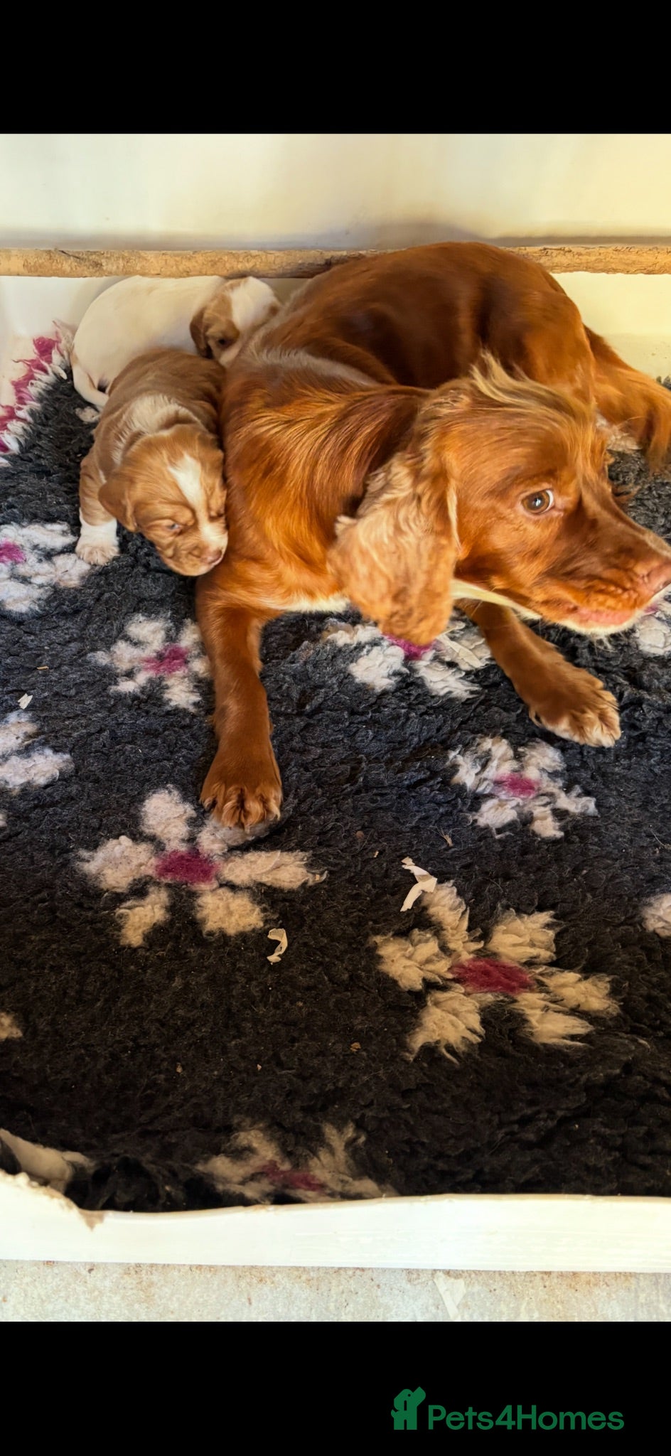 Cocker Spaniel dogs Working cocker spaniel  - Advert 4