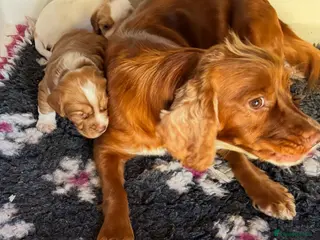 Cocker Spaniel dogs Working cocker spaniel 1 boy 1 girl - Advert 17