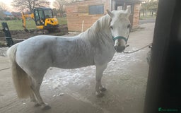 Welsh Section A horses for sale: Welsh section A mare - Image 3