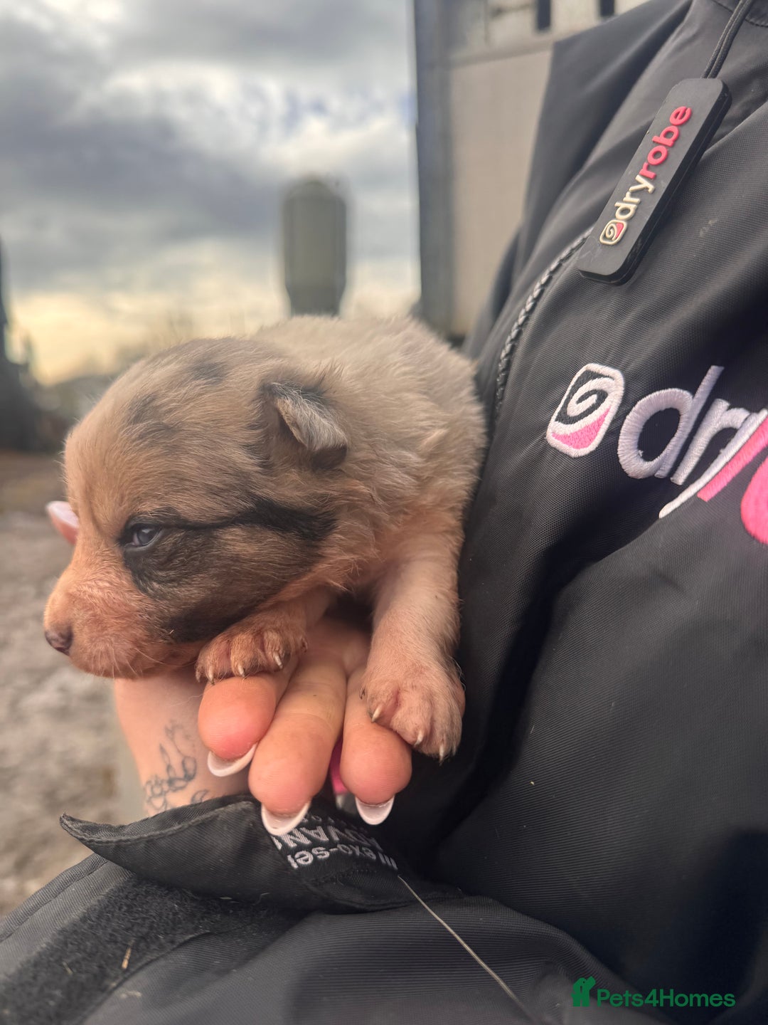 Border Collie dogs for sale: Blue merle collies - Advert 10