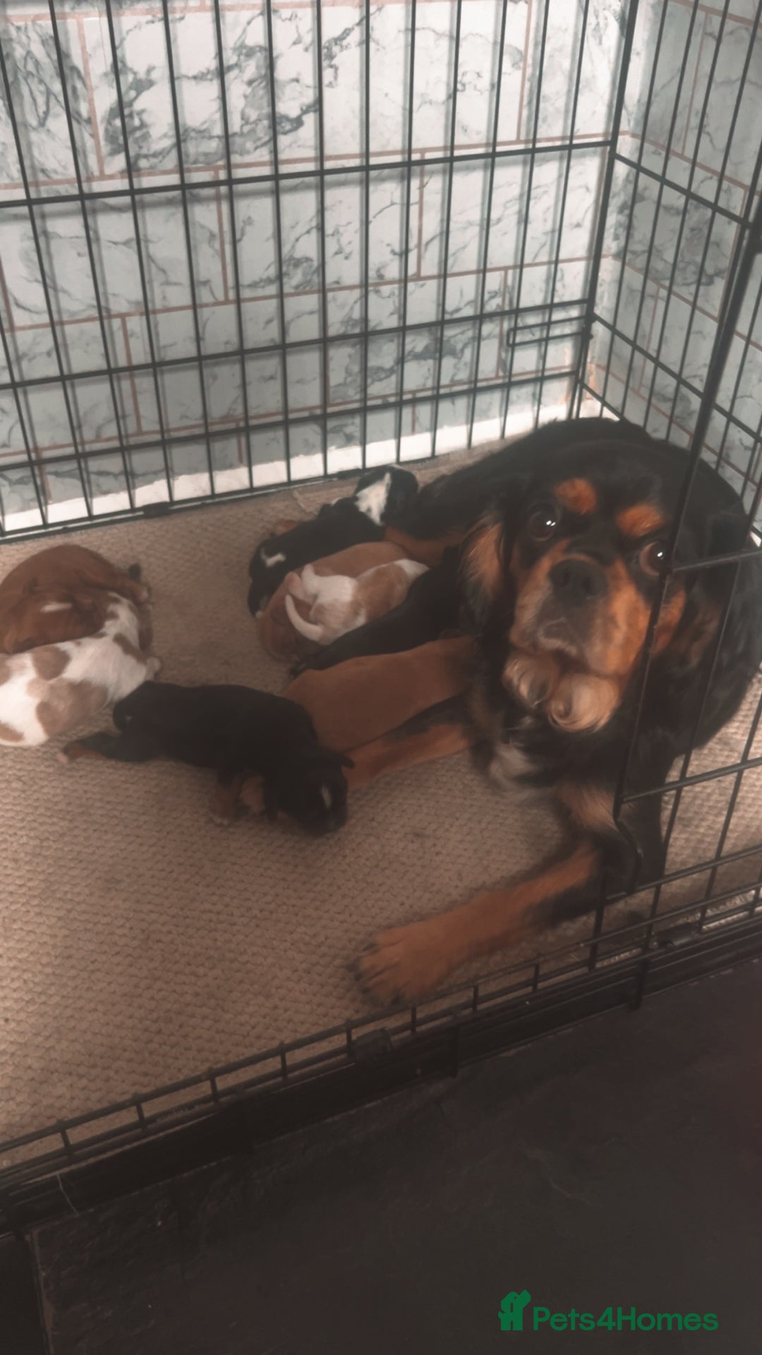 Cavalier King Charles Spaniel dogs for sale: Mixed colour Cavaliers  - Image 4