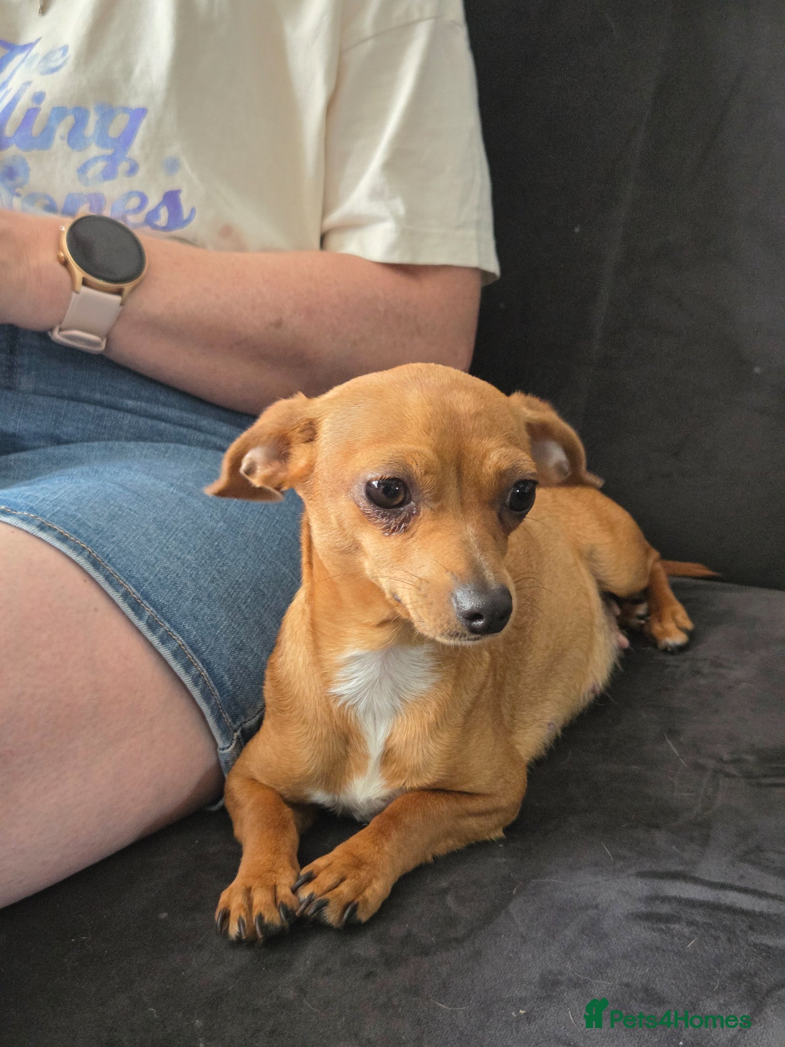 Mixed Breed dogs for sale: Chiweenie puds due 12th Aug in Margate - Advert 2