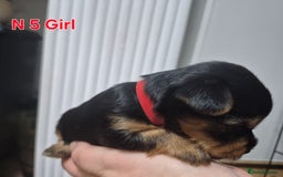 Biewer Terrier dogs for sale: Biewier terrier  - Image 17