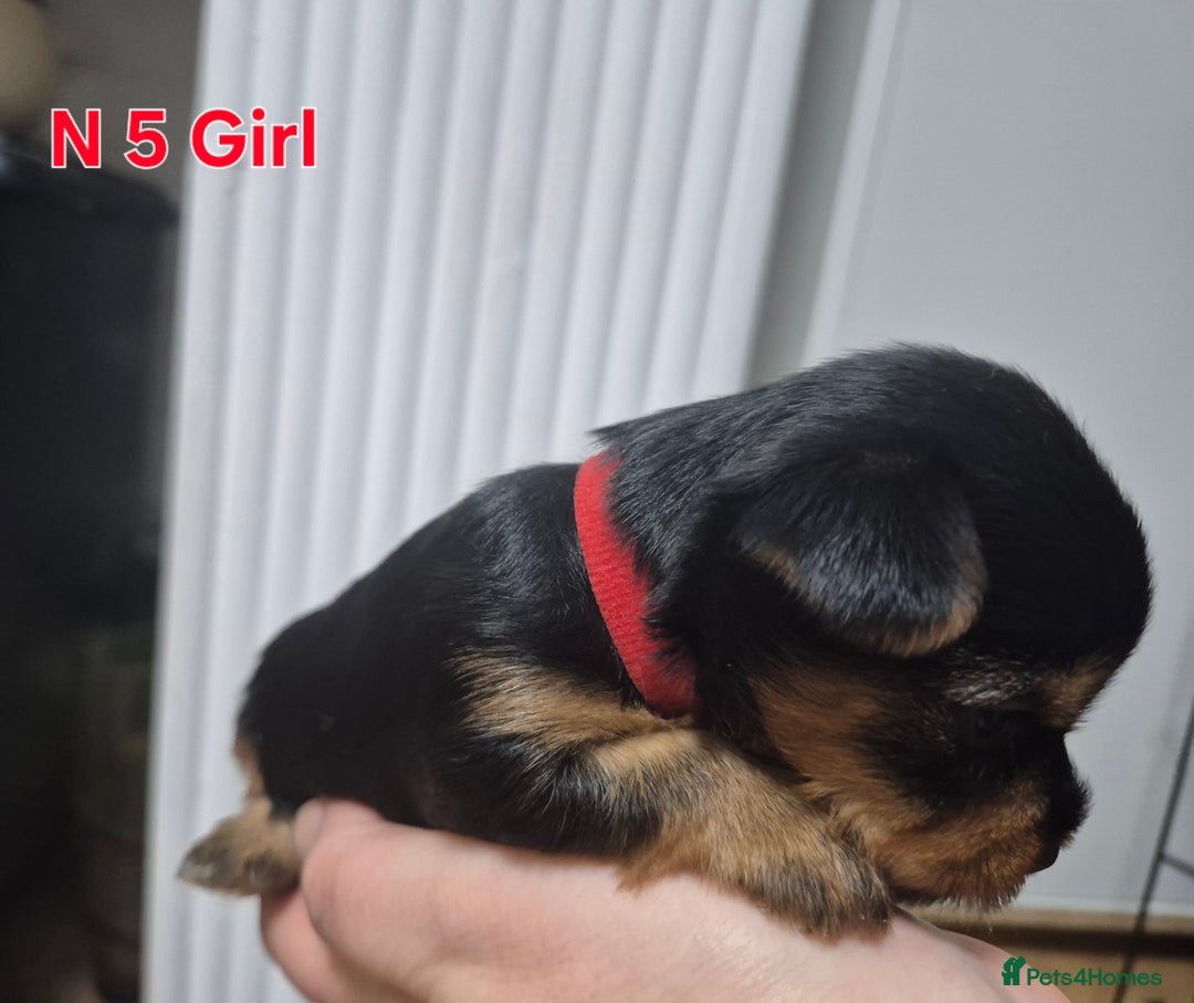 Biewer Terrier dogs for sale: Biewier terrier  - Image 17