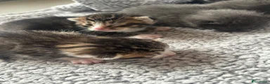 Mixed Breed 1