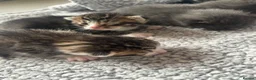 Mixed Breed cats for sale: Kittens two tabby one grey kitten  - Advert 7