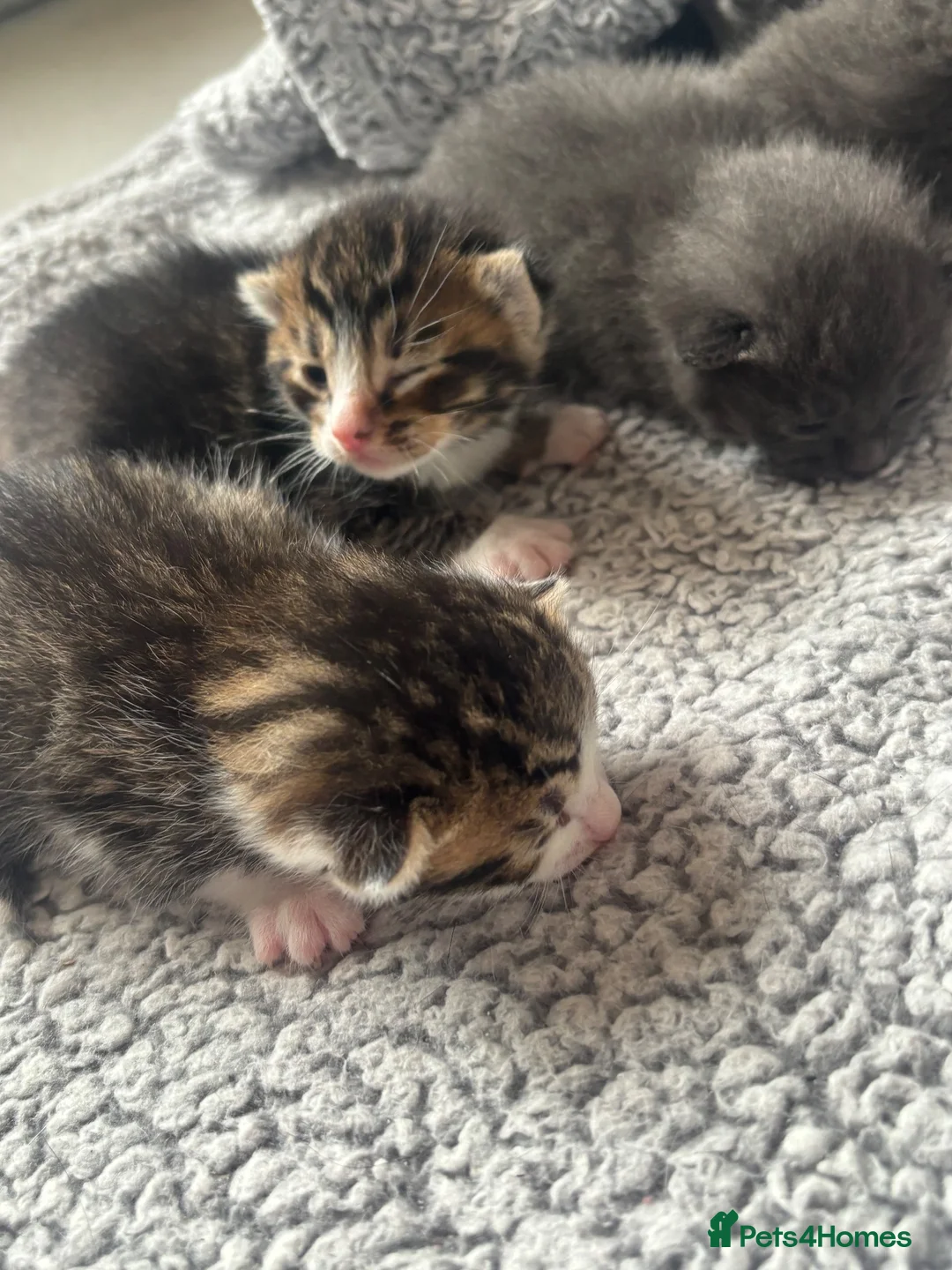 Mixed Breed cats for sale: Kittens two tabby one grey kitten  - Advert 7