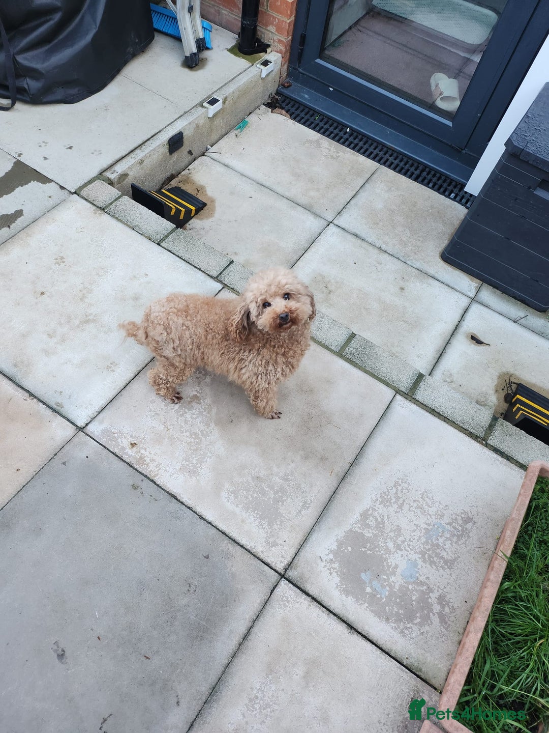 Toy Poodle dogs for sale: KC 6 yrs old Toy poodle girl - Advert 4