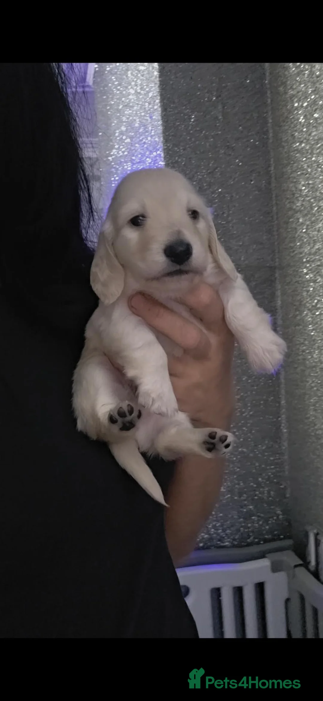 Miniature Dachshund dogs for sale: Clear cream miniature long-haired Dachshunds - Advert 1