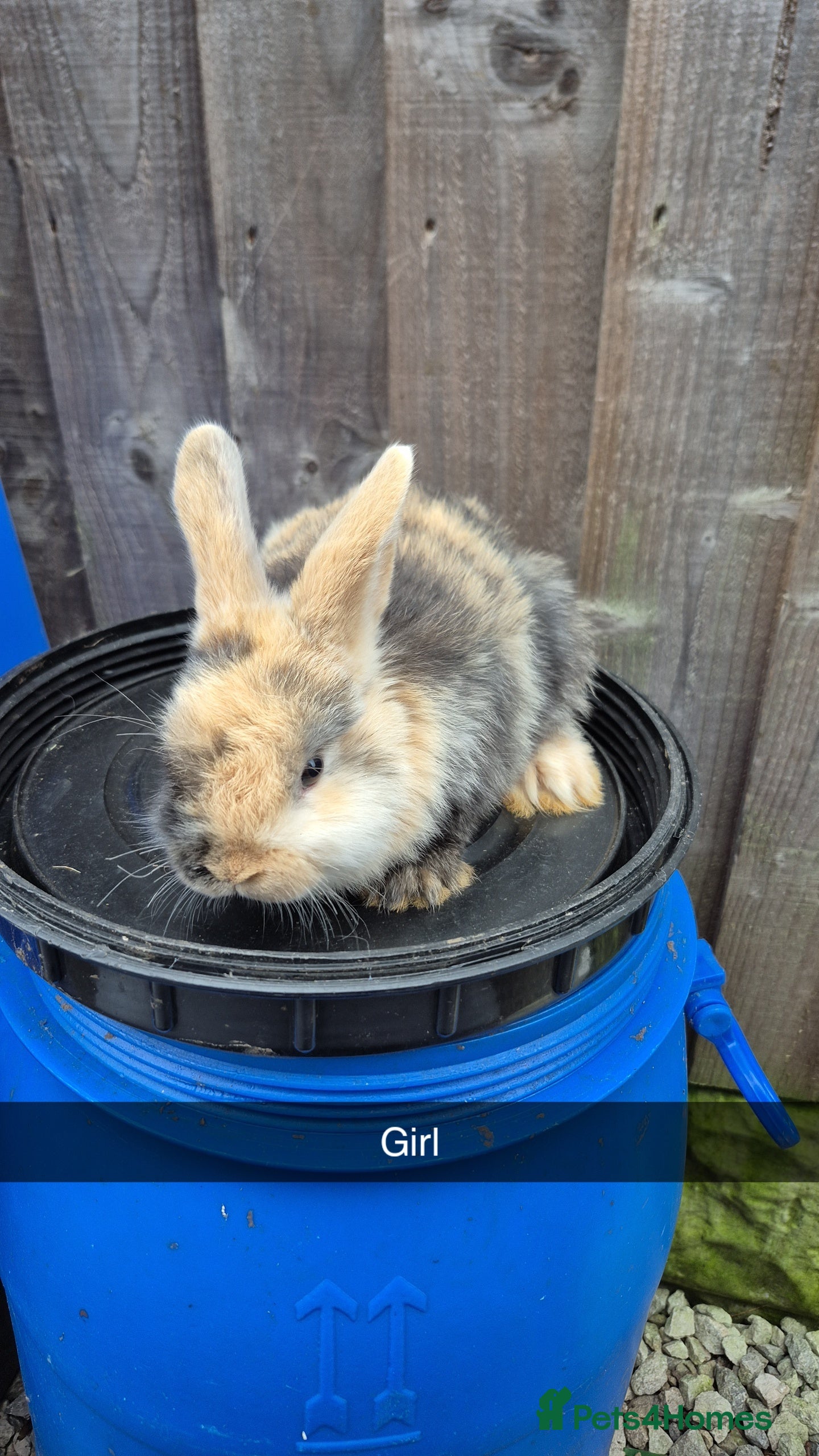 Lionhead rabbits Lionhead Baby bunny rabbits 8 weeks old - Advert 11