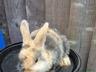 Lionhead rabbits Lionhead Baby bunny rabbits 8 weeks old - Advert 7