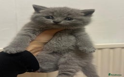 British Shorthair cats for sale: Stunning British Short hair kittens - Image 6