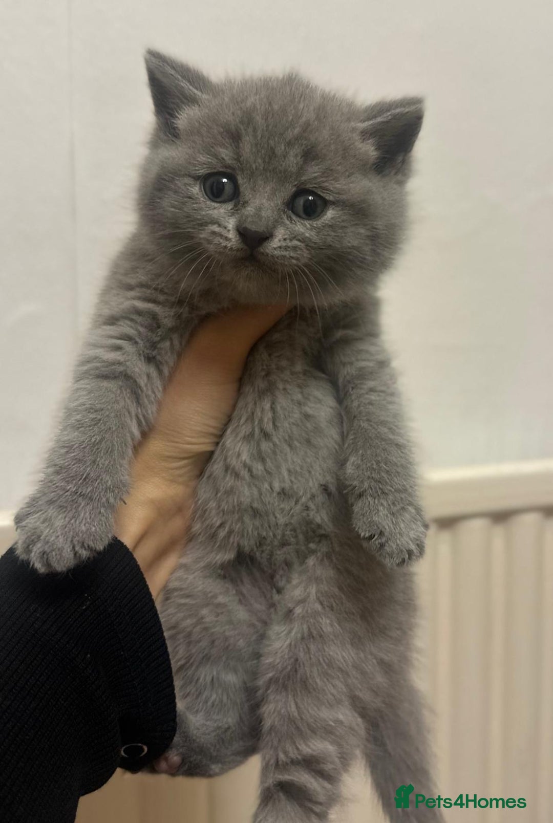 British Shorthair cats for sale: Stunning British Short hair kittens - Image 6