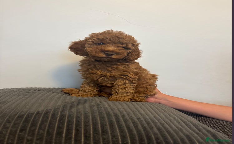 Cockapoo dogs - Advert 10