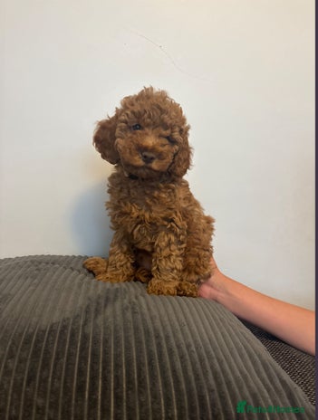 Cockapoo dogs - Advert 6