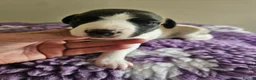 Whippet dogs for sale: Outstanding kc whippet - Advert 7