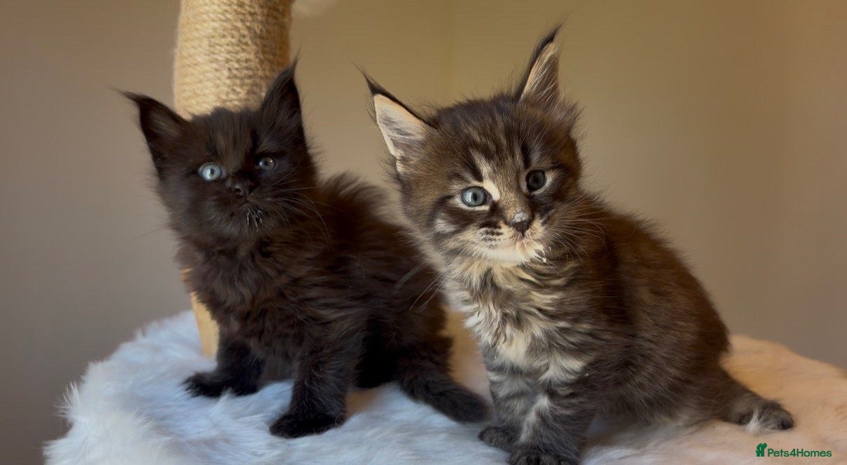 Maine Coon cats Now 2 TICA Registered Mainecoon kittens  - Advert 6