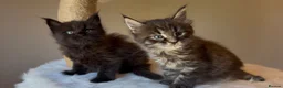 Maine Coon cats for sale: Now 2 TICA Registered Mainecoon kittens  - Advert 4
