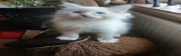 Ragdoll cats for sale: Beautiful brother and sister Ragdoll kittens - Advert 18