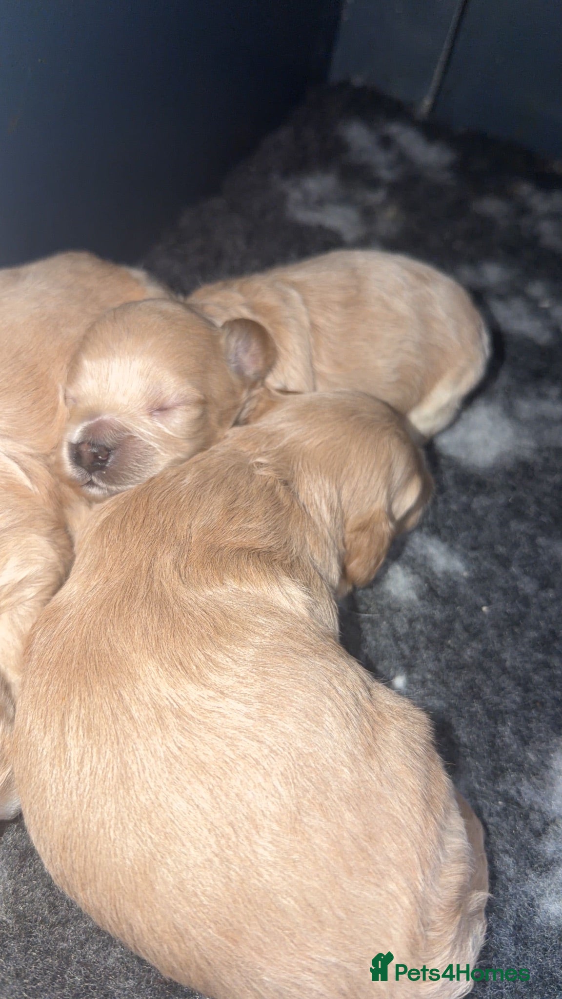 Maltipoo dogs 🩷💙Tiny Maltipoos,KC dna health clear parents 🥰 - Advert 1
