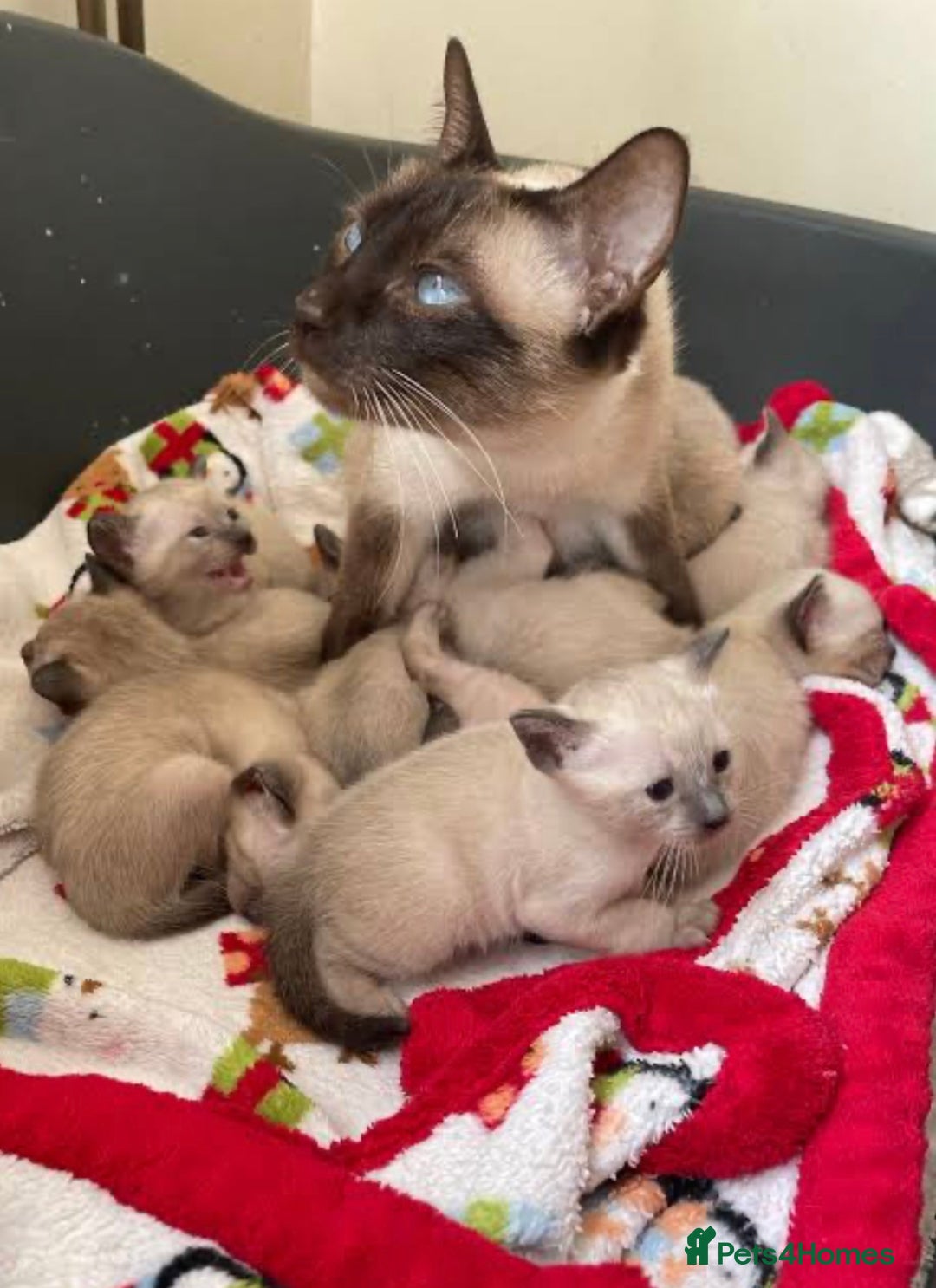 Siamese cats for sale: Purebred female Siamese kitten - Rehoming! - Advert 4