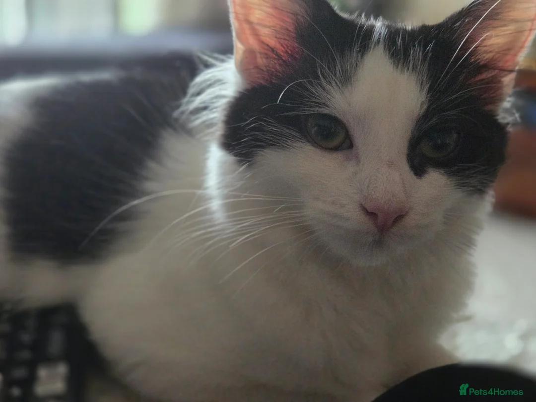 British Longhair cats for sale: 🐾 Ingrid – Looking for a Loving New Home 🐾 - Advert 5