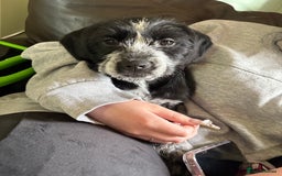 Mixed Breed dogs for sale: 6 months old female pup - Image 3
