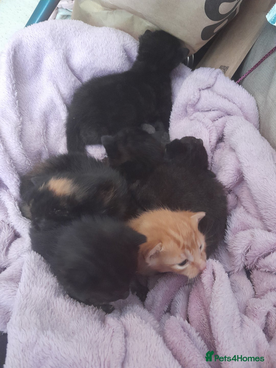 Mixed Breed cats for sale: 5 beautiful kittens - Image 4