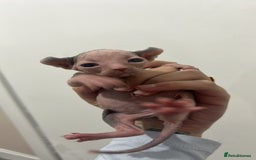 Sphynx cats for sale: 4 elf’s for sale - Image 4