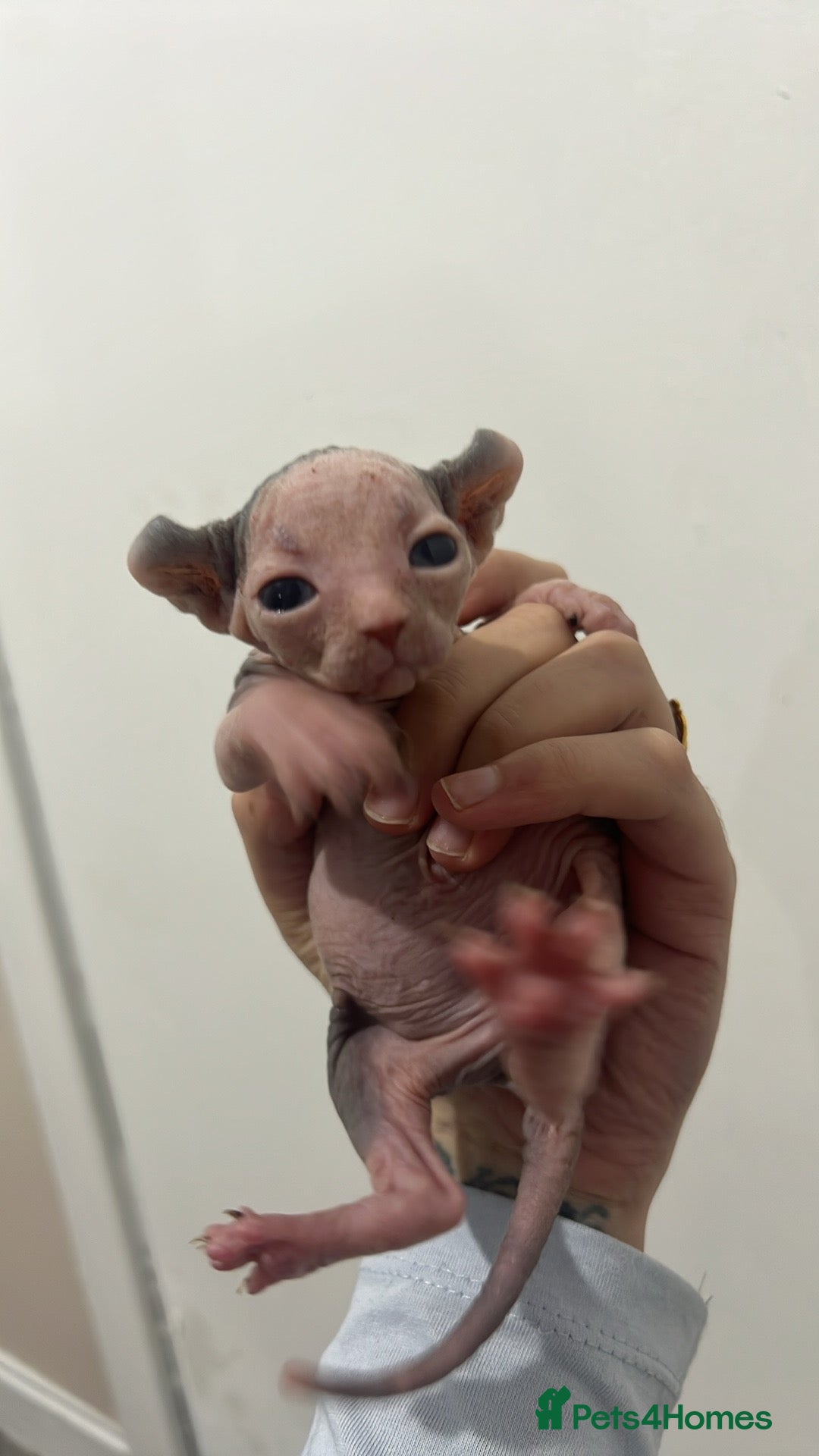Sphynx cats for sale: 4 elf’s for sale - Image 4