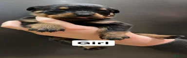 Rottweiler 9