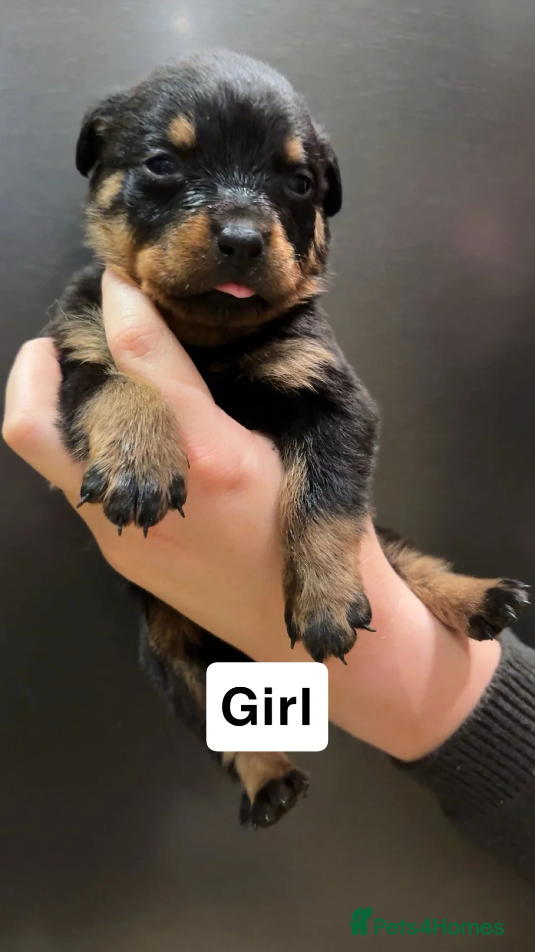 Rottweiler dogs for sale: Rottweiler puppies  - Advert 11