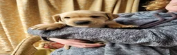 Labrador Retriever dogs for sale: 2 fox red 1 black Labrador pups in Carlisle - Advert 5