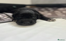 Mixed Breed dogs for sale: Border collie x irish/red setter puppies - Image 5