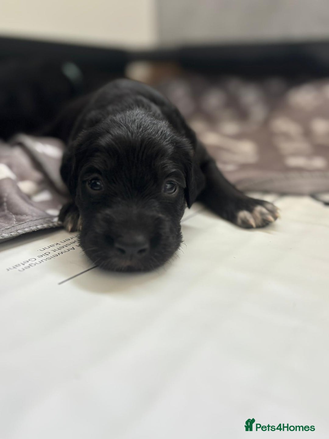 Mixed Breed dogs for sale: Border collie x irish/red setter puppies - Image 5