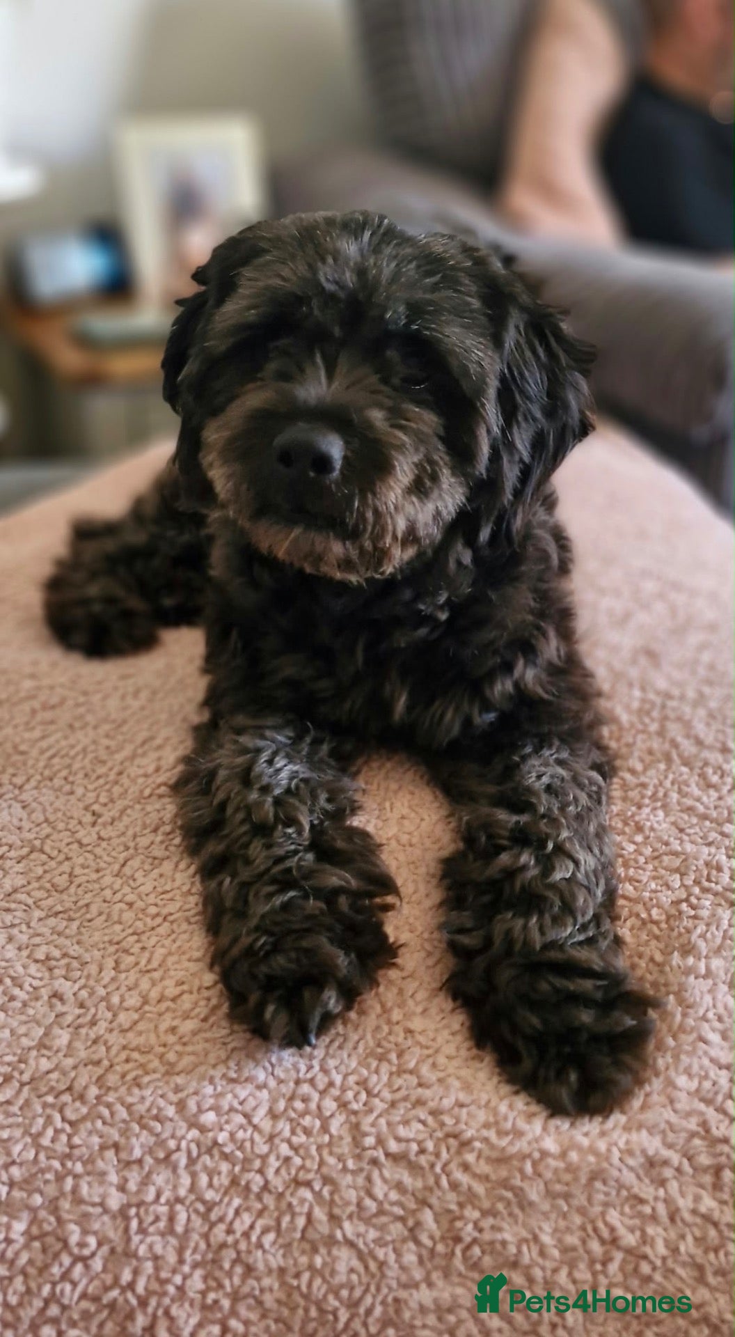 Pugapoo dogs 2 adorable boy pugapoo puppies for sale  - Advert 1