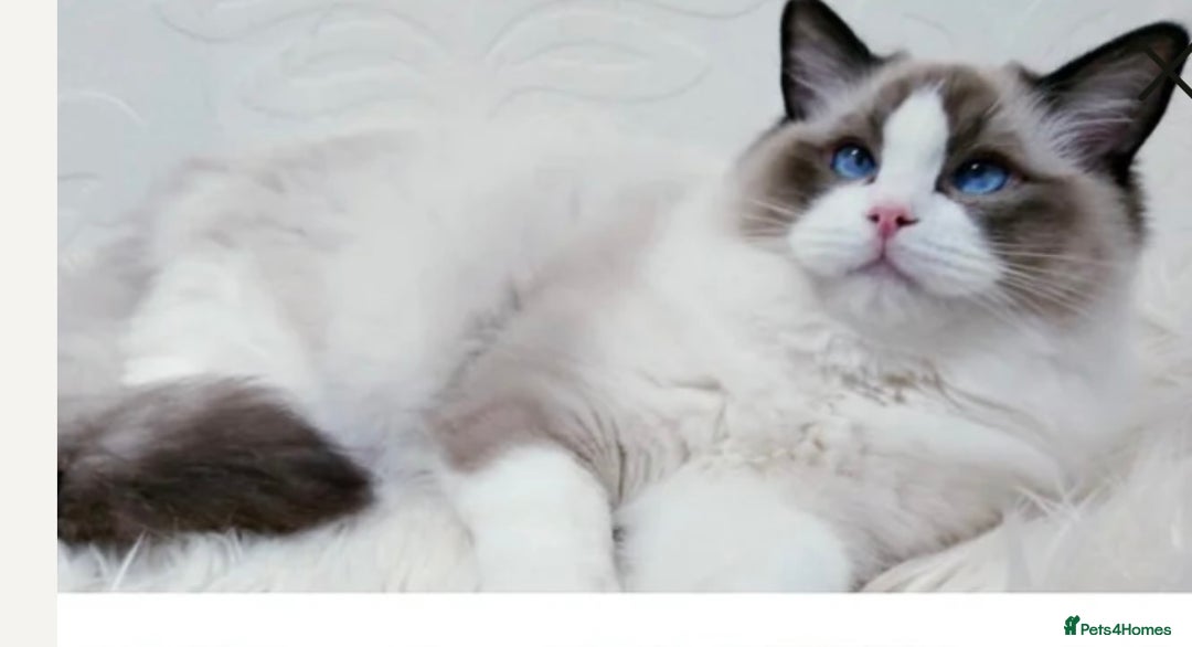 Ragdoll cats for sale: Blue point Ragdoll girl - Advert 9