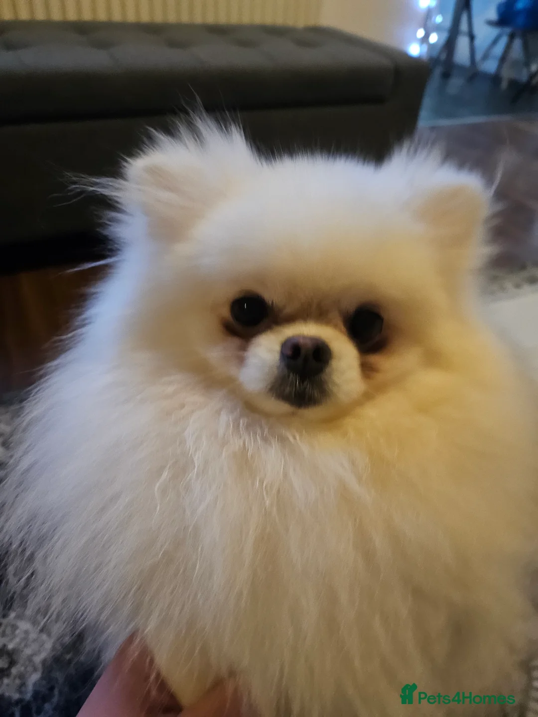 Pomeranian dogs for stud: BEAUTIFUL KC REG.KOREAN POM.BOY OPEN FOR STUD💙 in Bolton - Advert 2