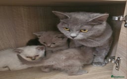 British Shorthair cats for sale: Very beautiful British Shorthair Kittens  - Image 2