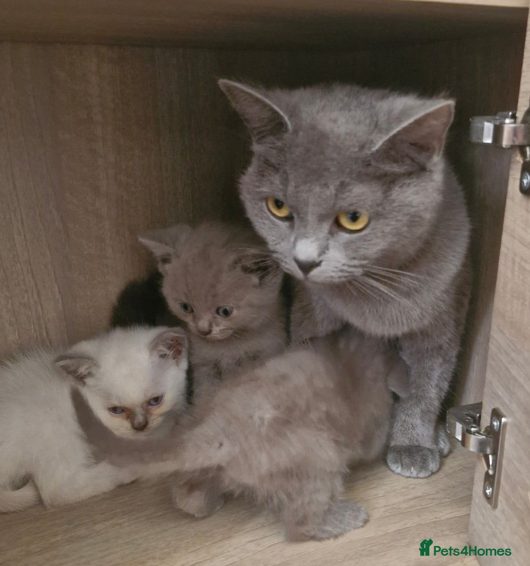 British Shorthair cats for sale: Very beautiful British Shorthair Kittens  - Image 2
