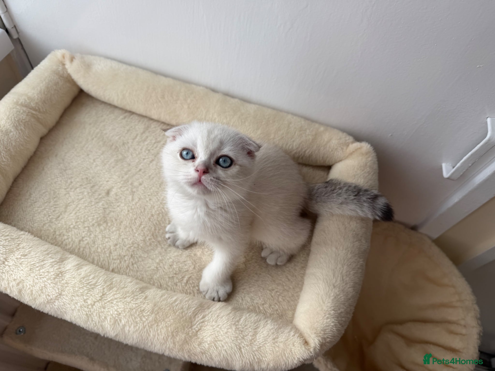 Scottish Fold cats for sale: Scotish fold  - Advert 1