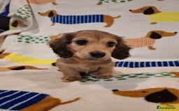 Miniature Dachshund dogs for sale: Mini Long Haired Dachshund - Image 2