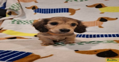 Miniature Dachshund dogs - Advert 5