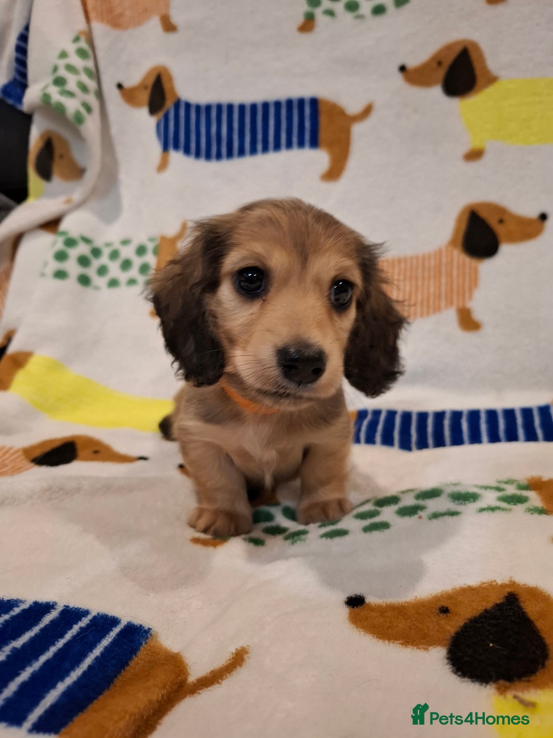 Miniature Dachshund dogs for sale: Mini Long Haired Dachshund - Image 2