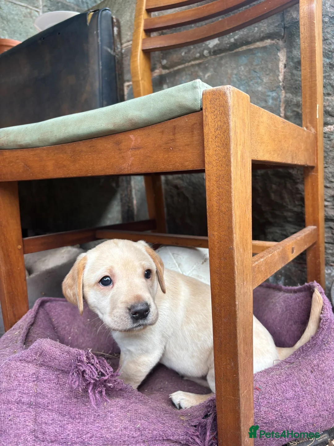 Labrador Retriever dogs for sale: Yellow Labrador pups  in Bridgwater - Advert 1