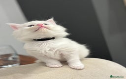Maine Coon cats for sale: TICA & Council licensed white/black Maine Coons - Image 12