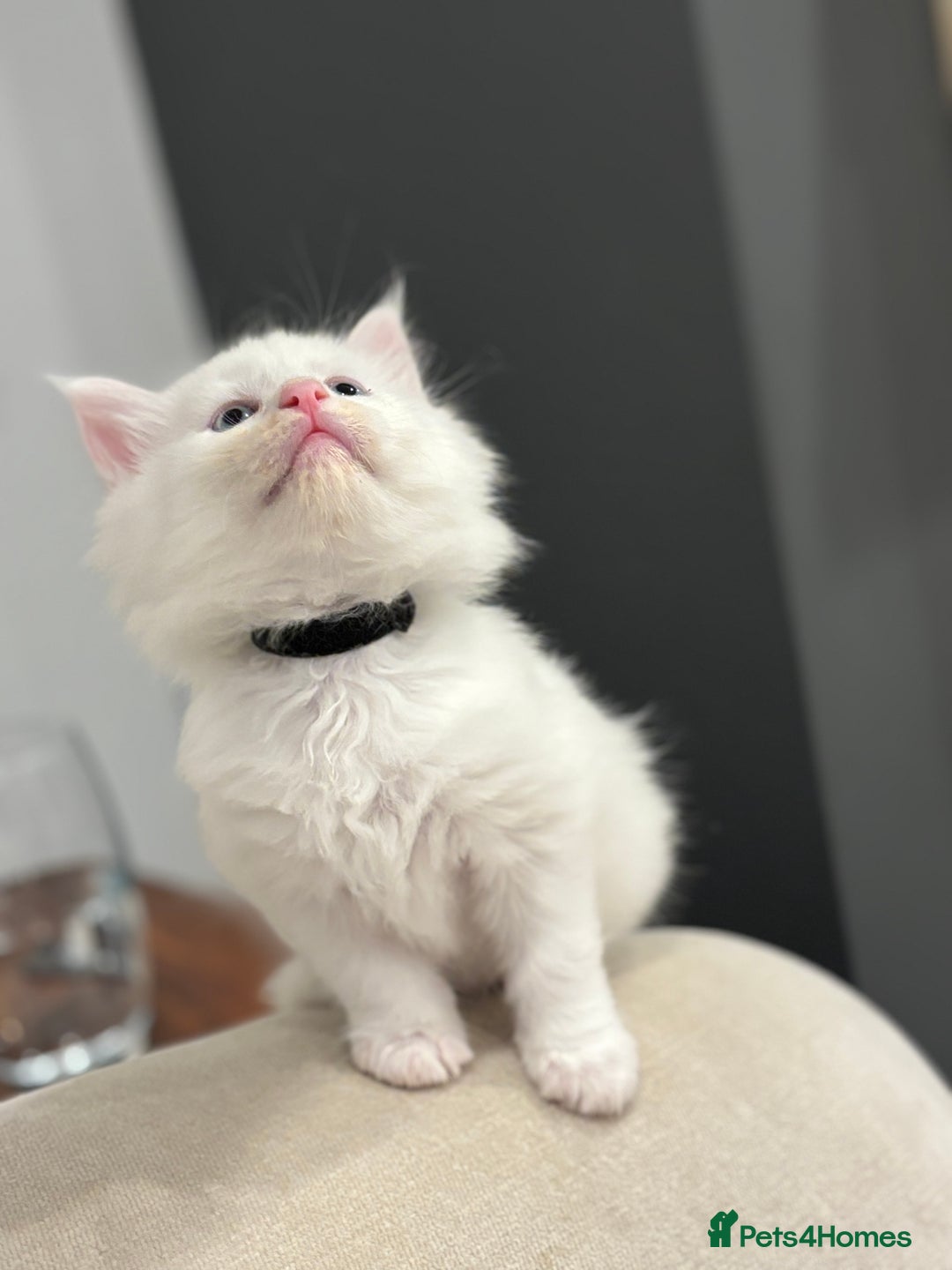 Maine Coon cats for sale: TICA & Council licensed white/black Maine Coons - Image 12