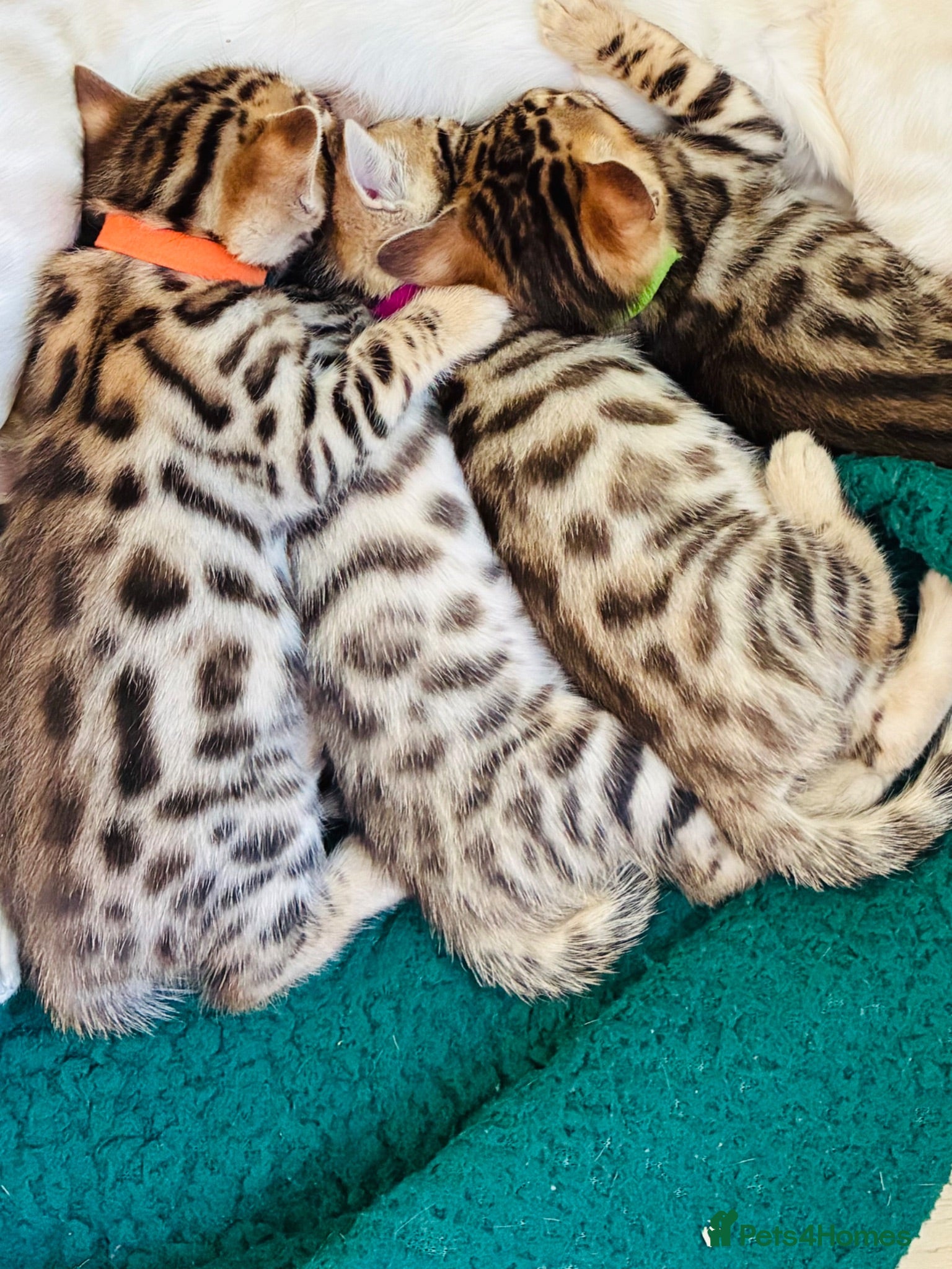 Bengal cats Stunning Bengal Kittens  - Advert 1